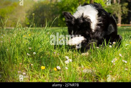 Lustige Border Collie Welpe Hund schämt sich, nachdem er Ärger Stockfoto