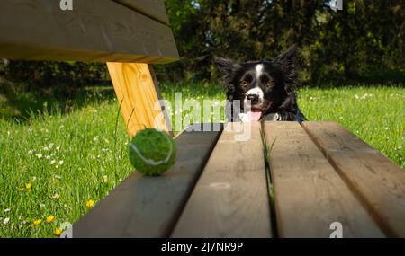 Ein Border Collie Welpe Hund schaut auf seinen Ball auf einer Bank Stockfoto