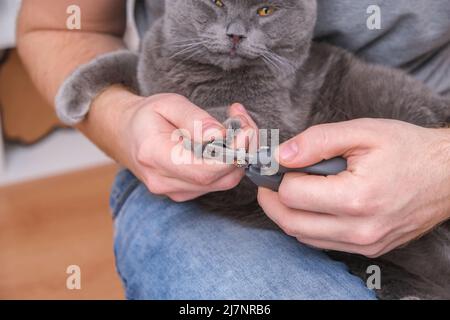 Ein Mann schneidet mit einem Klauenschneider die Krallen einer jungen grauen Katze. Chartreuse widersteht. Stockfoto