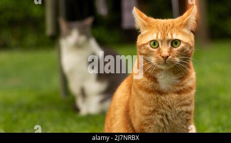 Eine wunderschöne rote Katze, die im heimischen Garten sitzt, schaut neugierig in die Kamera Stockfoto