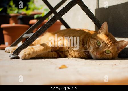 Eine wundervolle rote Katze schaut an einem sonnigen Tag unter einem Tisch in das Zimmer, das von der Hitze fern liegt. Stockfoto