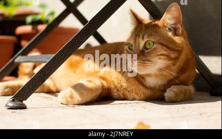 Eine wunderschöne rote Katze, die unter einem Tisch liegt, schaut aus dem Blickfeld. Stockfoto