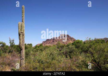 Granite Reef Recreation Area, Mesa, Arizona Stockfoto