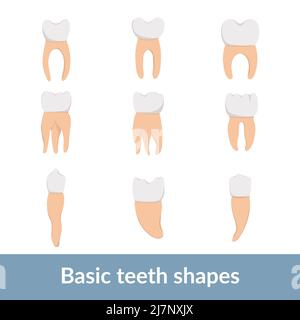 Satz von grundlegenden Zahnformen aus verschiedenen Blickwinkeln Stock Vektor