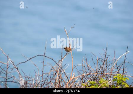 Vault Beach 290422 Stockfoto