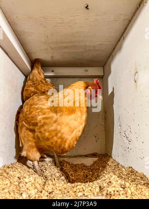 Das Huhn in einen käfigfreien Coop legen, um Eier zu legen. Stockfoto