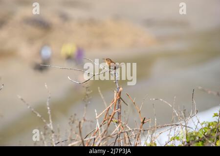 Vault Beach 290422 Stockfoto