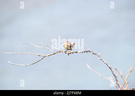 Vault Beach 290422 Stockfoto