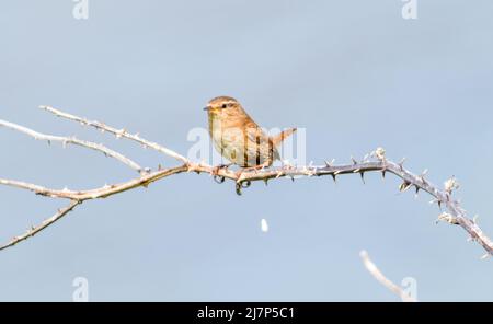 Vault Beach 290422 Stockfoto