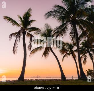 Palmen blicken auf den tropischen Sonnenuntergang in miami Stockfoto