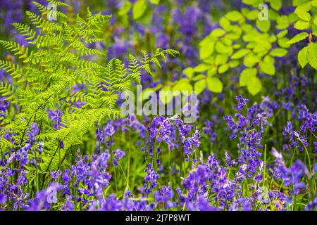 Frühling Wildblumen ( Bluebells, Farne ) in der englischen Landschaft, Peak District Stockfoto