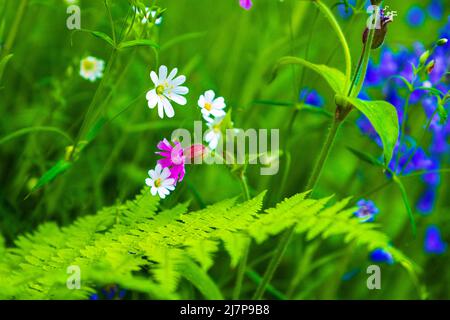 Frühlingswildblumen ( Bluebells, stichwort, campion ) in der englischen Landschaft, Peak District Stockfoto