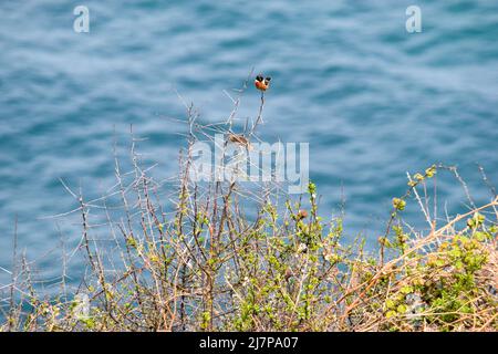 Vault Beach 290422 Stockfoto