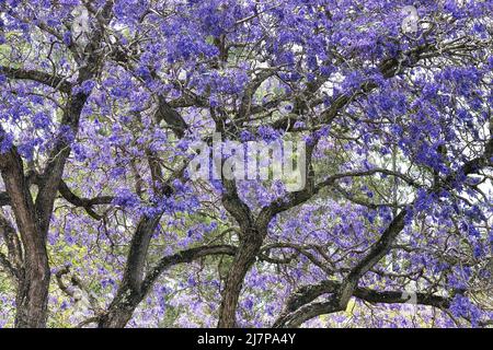 Schöner blühender Jacaranda Baum im Frühling im Upcountry Maui. Stockfoto