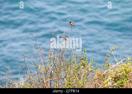 Vault Beach 290422 Stockfoto