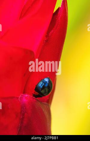 Steele blauer Marienkäfer, der auf einer leuchtend roten Heliconia-Blume thront. Stockfoto