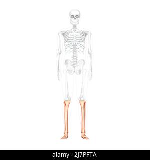 Skelett Bein Schienbein, Fibel, Fuß, Knöchel menschliche Front Vorderansicht mit teilweise transparenter Knochenposition. Anatomisch korrektes, realistisches, flaches Konzept Vektordarstellung isoliert auf weißem Hintergrund Stock Vektor