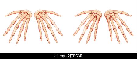 Hände Skelett Mensch Vorderansicht hinten. Satz von Karpalen, Handgelenk, Metacarpalen, Pals. Anatomisch korrektes 3D realistisches, flaches natürliches Farbkonzept Vektordarstellung isoliert auf weißem Hintergrund Stock Vektor