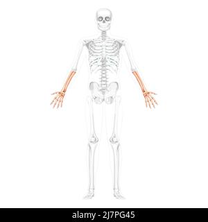 Skelett Unterarme Human Hand Front Vorderansicht mit zwei Armhaltungen mit teilweise transparenter Knochenposition. Anatomisch korrekte realistische flache Vektordarstellung isoliert auf weißem Hintergrund Stock Vektor