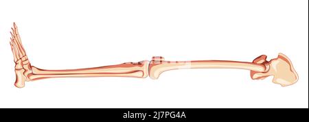 Skelett untere Gliedmaßen menschliches Becken mit Bein, Oberschenkel Füße, Knöchel seitliche Ansicht. Anatomisch korrektes 3D realistisches, flaches natürliches Farbkonzept Vektordarstellung von isoliert auf weißem Hintergrund Stock Vektor