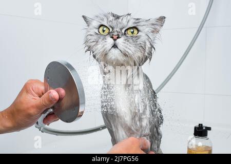 Lustige Katze beim Duschen oder Baden. Mann, der Katze wäscht. Hygienekonzept für Haustiere. Nasse Katze. Stockfoto