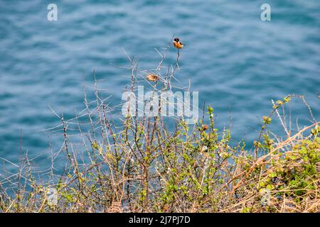 Vault Beach 290422 Stockfoto