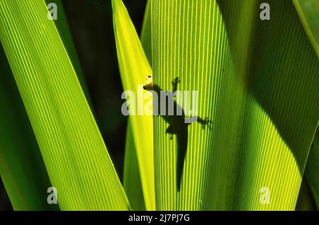 Goldstaub-Gecko in Silhouette spähen von hinter einer leuchtend grünen tropischen Pflanze. Stockfoto