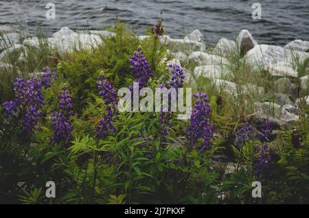 Vivid Purple Lupinus Arcticus oder Arctic Lupine, wächst auf einem Feld. Stockfoto