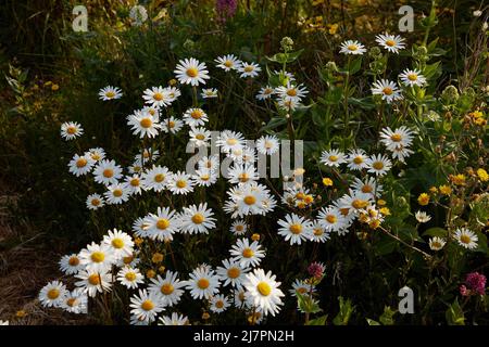 Nahaufnahme eines Klumpen von mehrjährigen krautigen Pflanze Oxeye Daisy im Mai in Großbritannien gesehen. Stockfoto