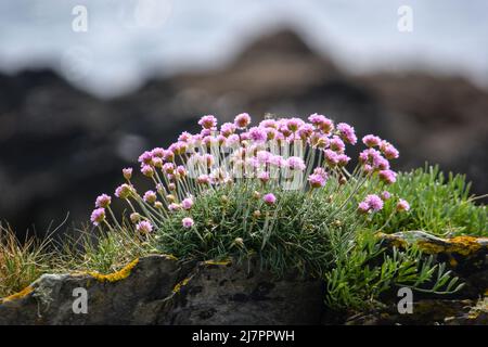 Vault Beach 290422 Stockfoto