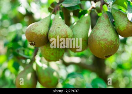 Frische Bio-Birnen auf Ästen Stockfoto