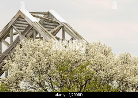 Blühende Bäume sind ein Zeichen des Frühlings im Maumee Bay State Park mit einem architektonischen Pavillondach im Hintergrund. Stockfoto