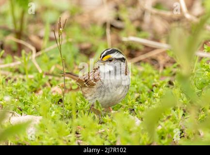 Ein weißkehliger Sperling, der im Frühjahr im Norden von Ohio auf dem Boden forstiert. Stockfoto