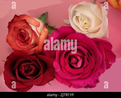 Eine Gruppe von Rosen in voller Blüte, nur der Rosenkopf. Stockfoto