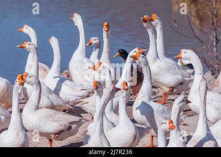 Hausgänse auf der Wiese am See. Stockfoto