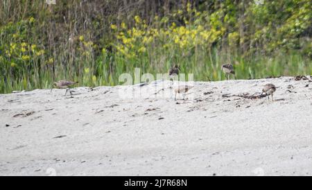 Vault Beach 290422 Stockfoto