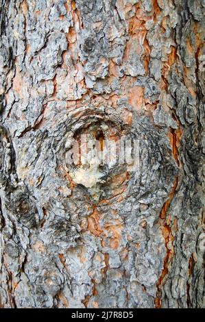 Strukturierte braune und graue Baumrinde Nahaufnahme Hintergrund mit Holzknoten aus beschnitenen Ast Stockfoto