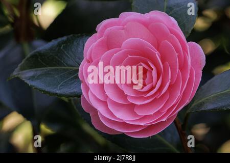 Einfarbiger blassrosa, doppelblühiger Camellia x williamsii Waterhouse im Frühjahr Stockfoto