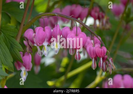 Nahaufnahme der blassrosa Dicentra spectabilis-Blüten im Frühjahr Stockfoto