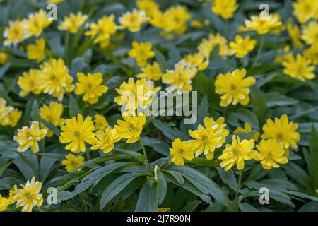 Große Gruppe von leuchtend gelben Eranthis hyemalis Guinea Gold blüht im Frühjahr Stockfoto