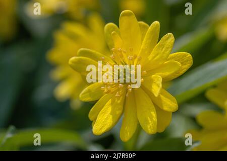 Nahaufnahme der Singe Eranthis hyemalis Guinea Gold Blume im Frühjahr Stockfoto