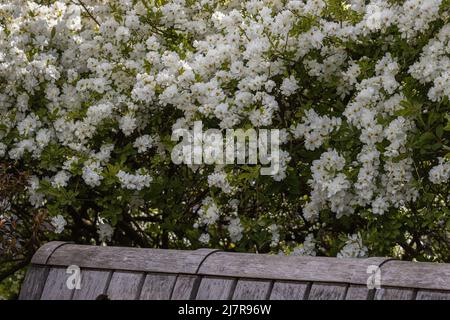 Masse der weißen Exochorda macrantha die Braut blüht im Frühling Stockfoto