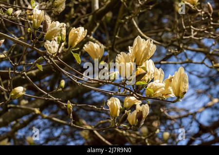 Zweig der hellgelben Magnolia Elizabeth blüht im Frühling Stockfoto