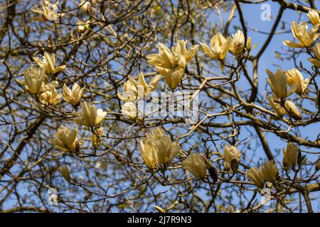 A cluster of pale yellow Magnolia Elizabeth flowers in spring Stock Photo