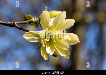 Nahaufnahme einer einzelnen Magnolia Gold Star Blume im Frühling Stockfoto