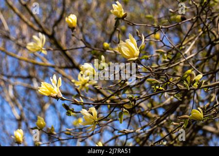 Eine Gruppe von hellgelben Magnolia Gold Star blüht im Frühling Stockfoto