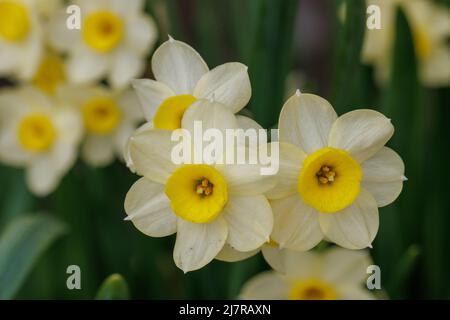 Nahaufnahme der blassgelben Narcissus Minnnow blüht im Frühjahr Stockfoto