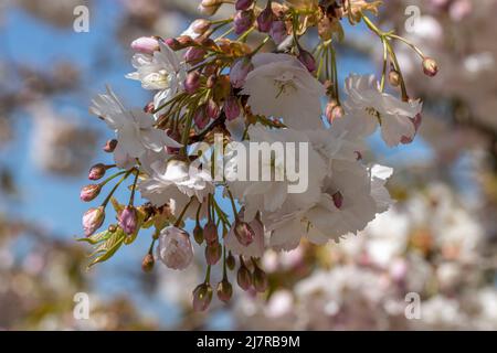 Nahaufnahme der blassrosa Prunus Shogetsu-Blüten im Frühling Stockfoto