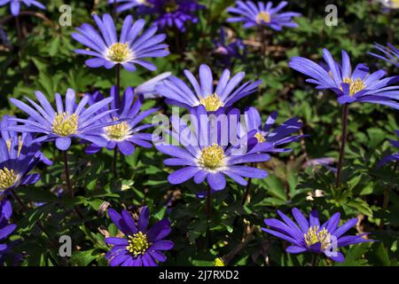 Anemone blanda, Balkananemone, griechische Windblume oder Winterwindblume mit lila blauen Blüten Stockfoto