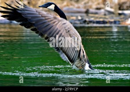 Eine Erwachsene Canada Goose, Branta canadensis, die in einem Teich aus Wasser im ländlichen Alberta Canada mit den Flügeln flattern Stockfoto